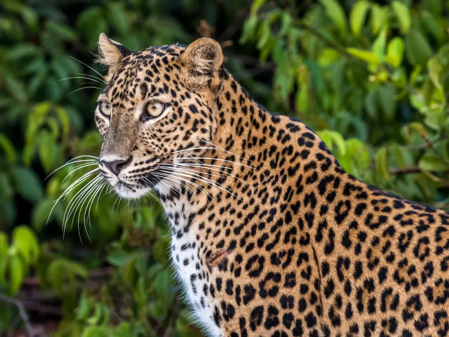 Wilpattu